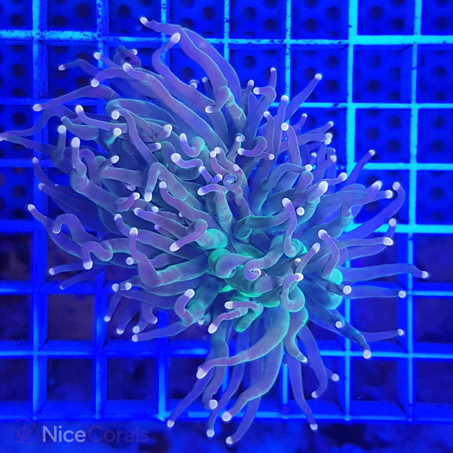 Euphyllia Indo Torch