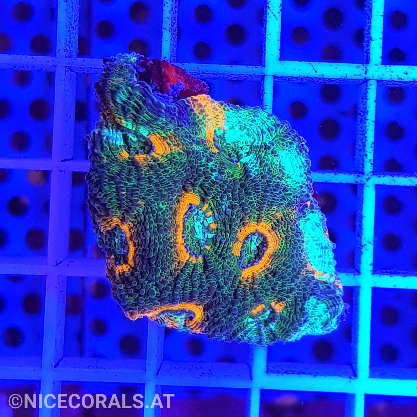 Acanthastrea echinata