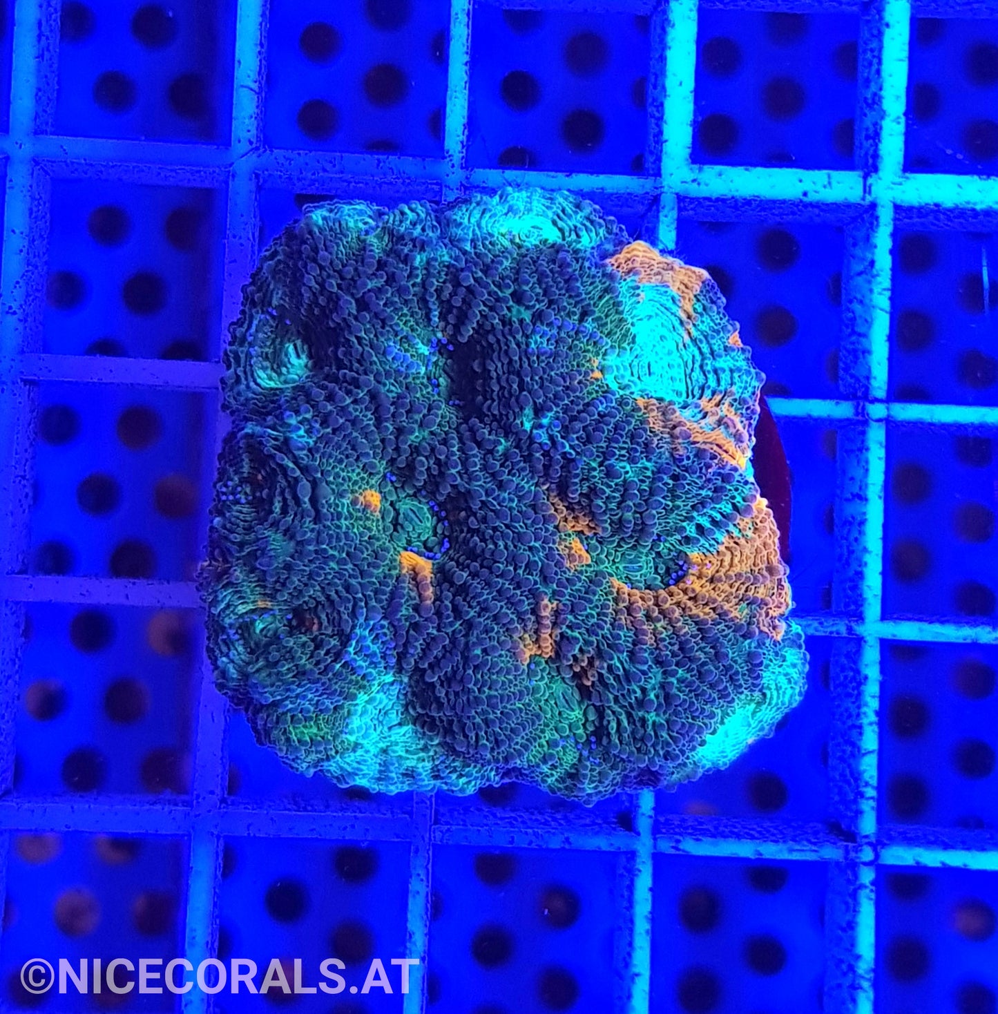 Acanthastrea echinata
