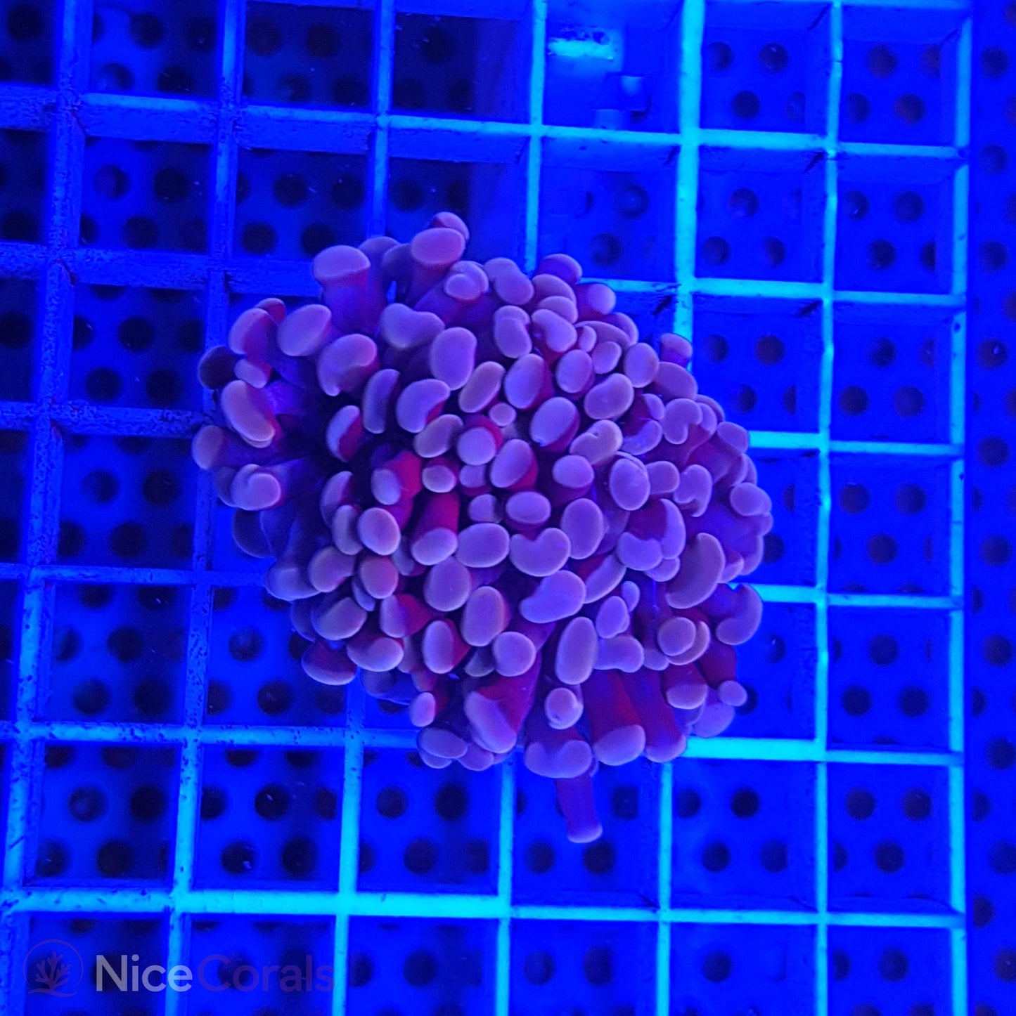 Euphyllia paraancora