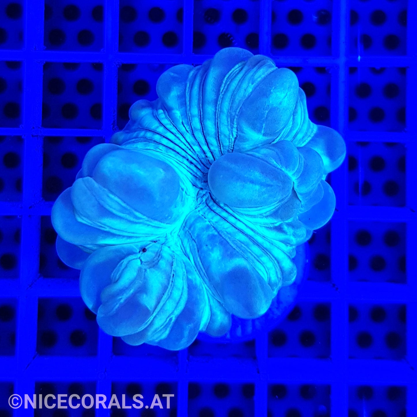 Nemenzophyllia