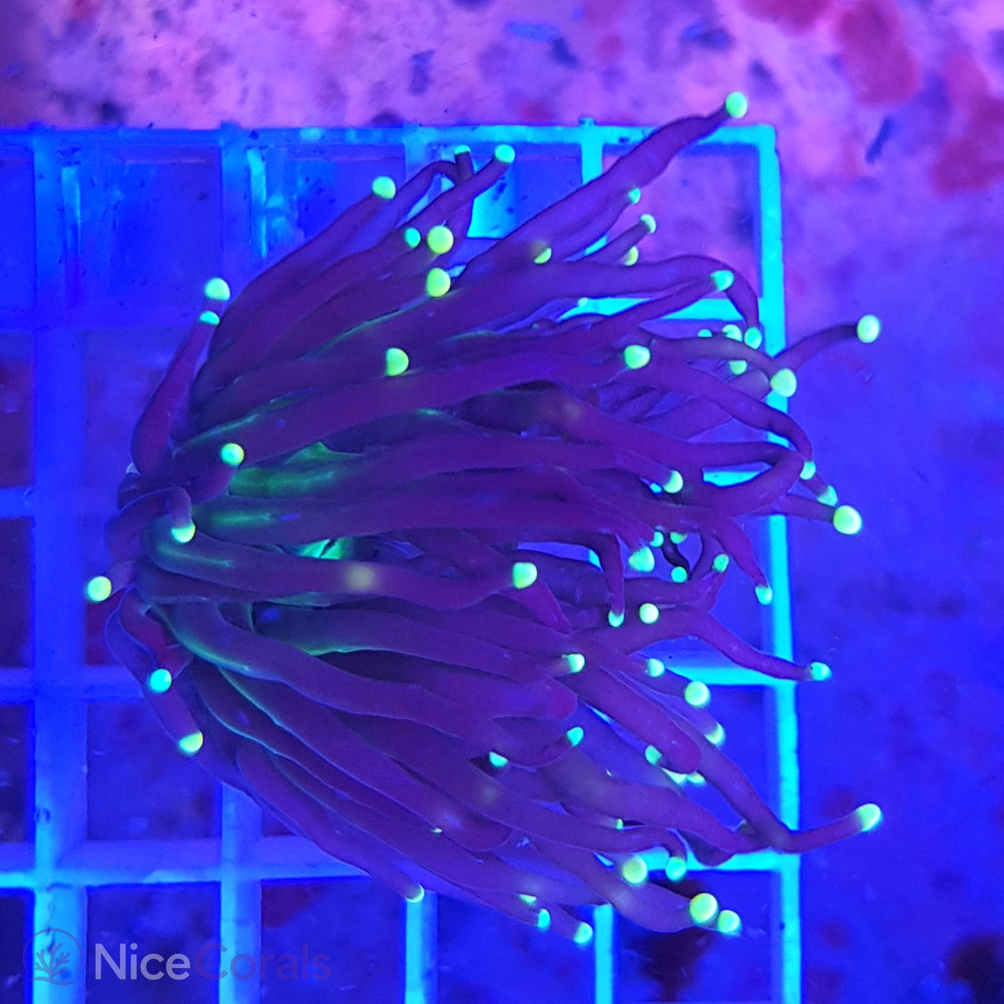 Euphyllia Black Torch