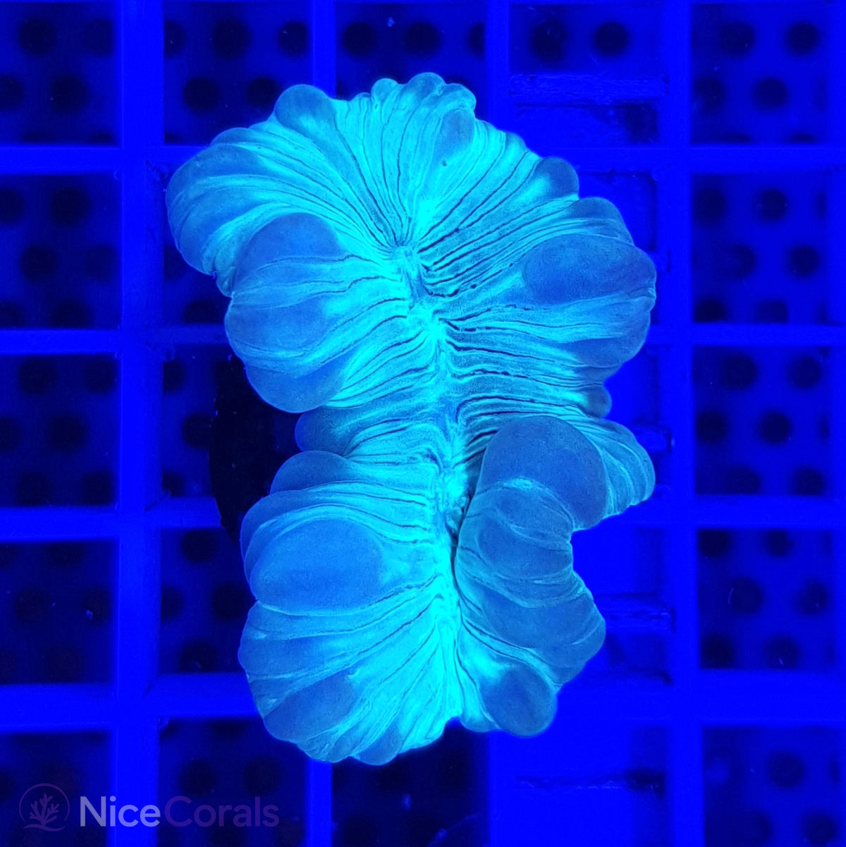 Nemenzophyllia