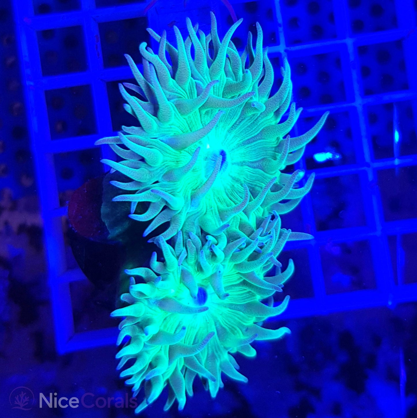 Duncanopsammia