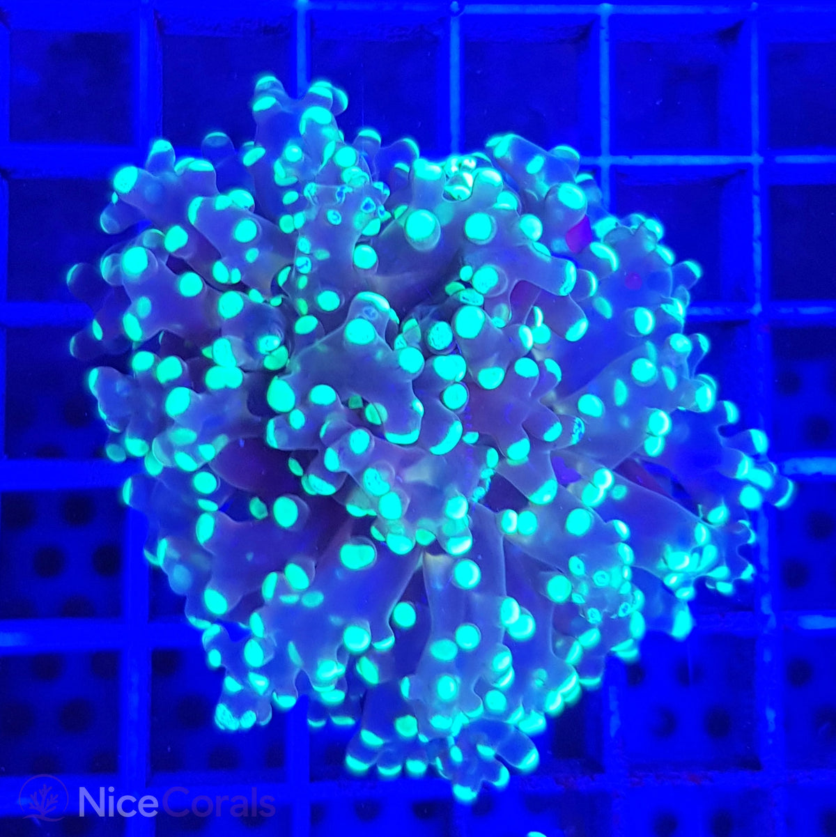 Euphyllia paradivisa