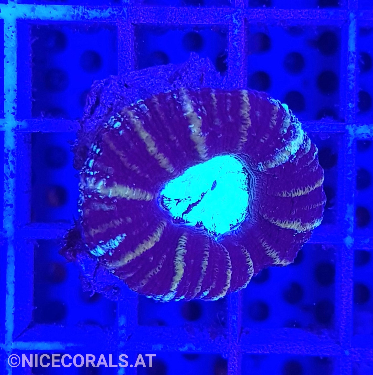 Acanthastrea maxima