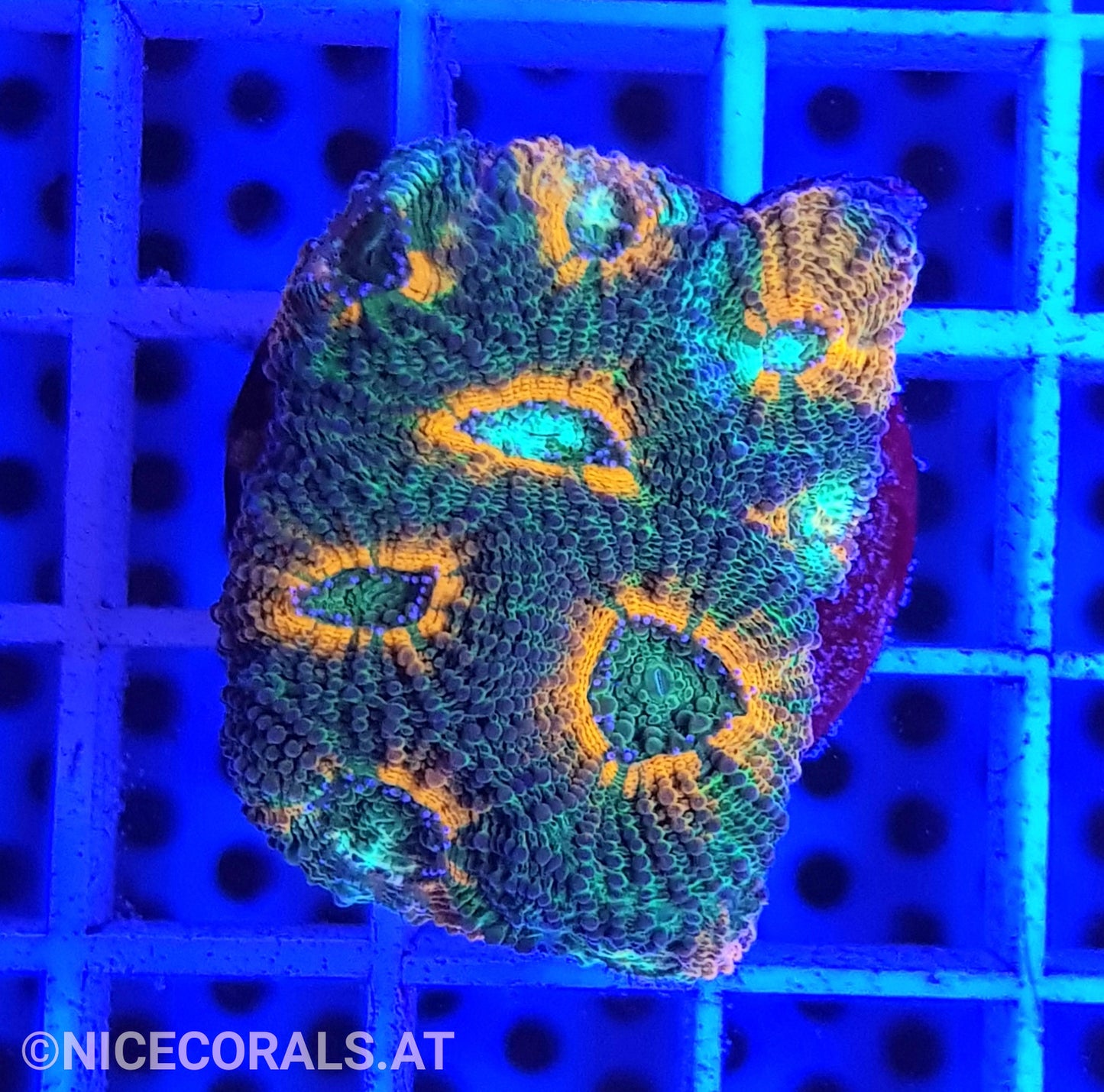 Acanthastrea echinata