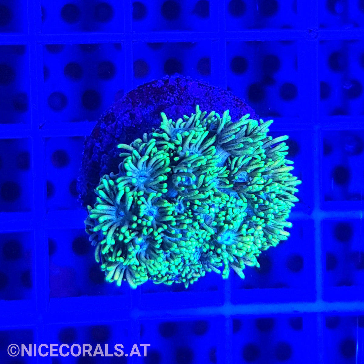 Goniopora