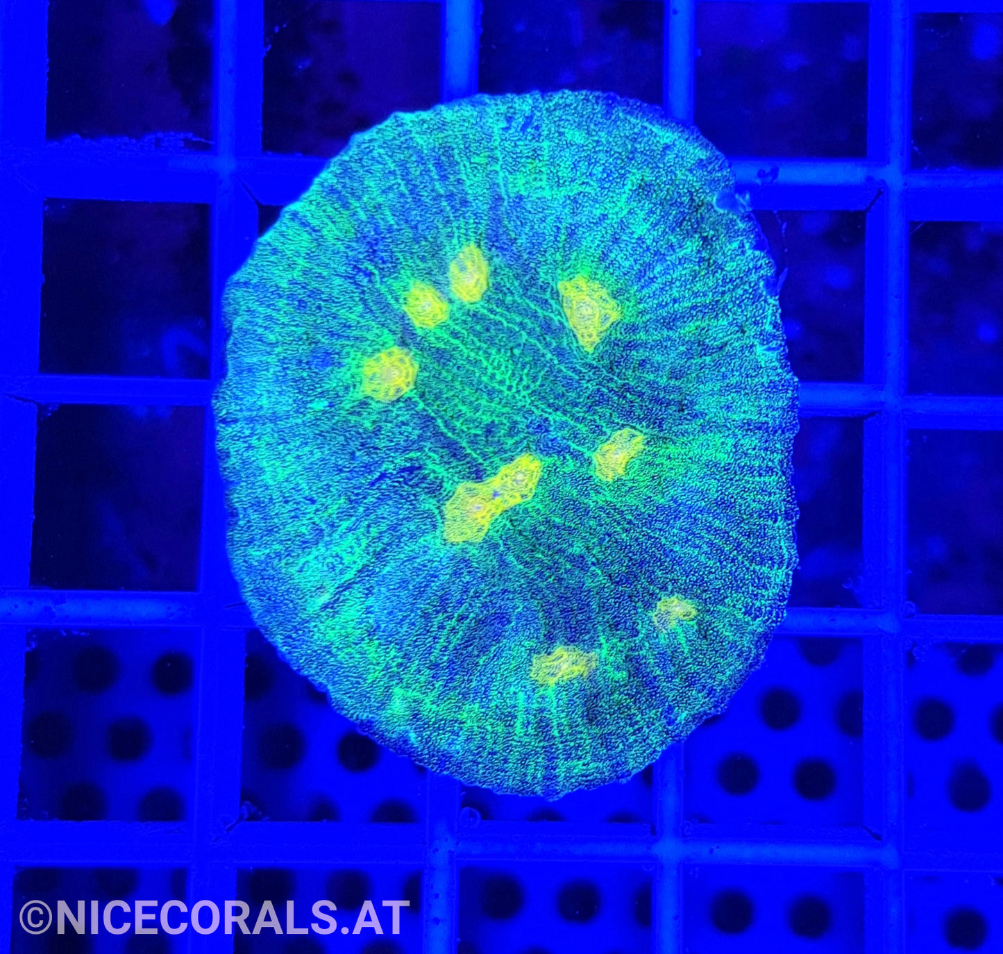 Chalice Space Invader