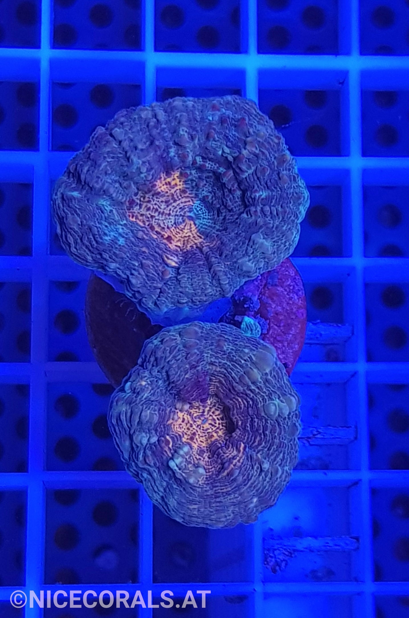 Lobophyllia