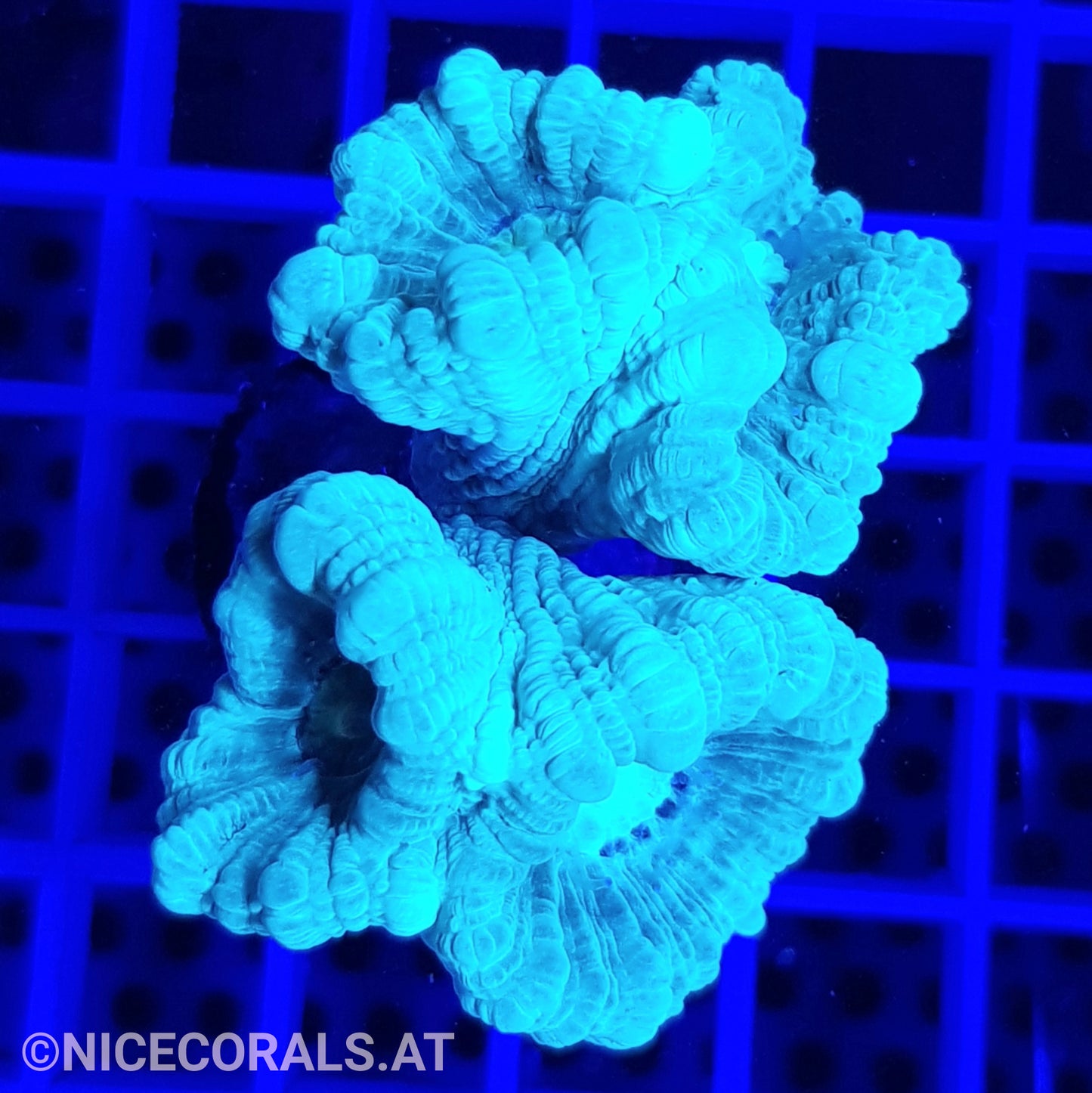 Caulastrea