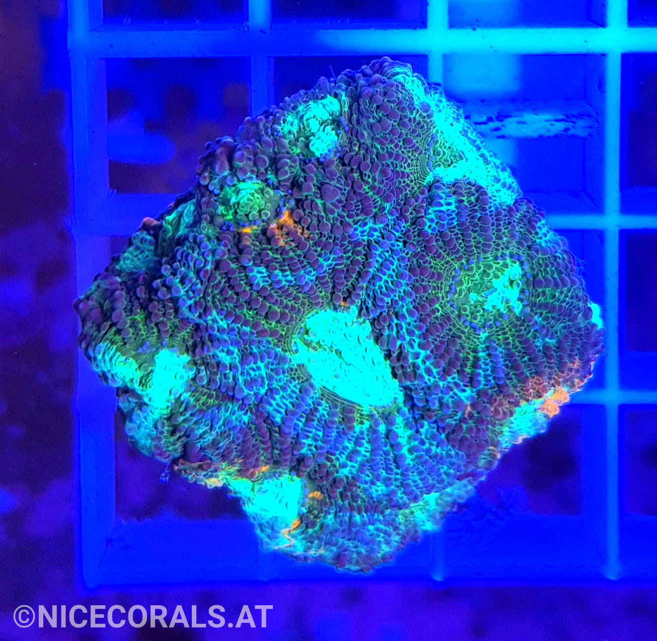 Acanthastrea echinata
