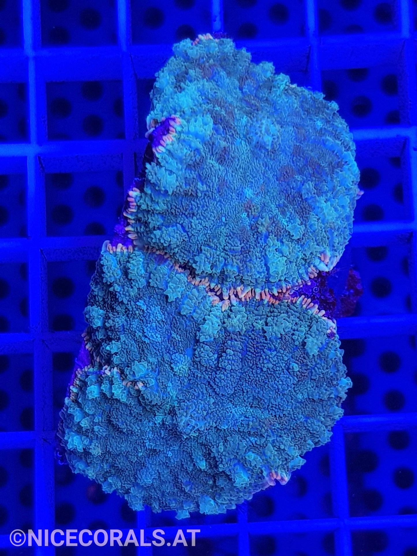 Rhodactis
