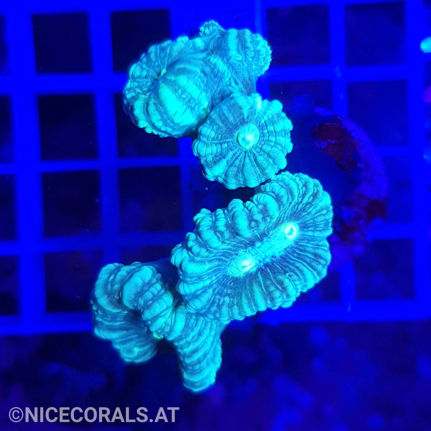 Caulastrea