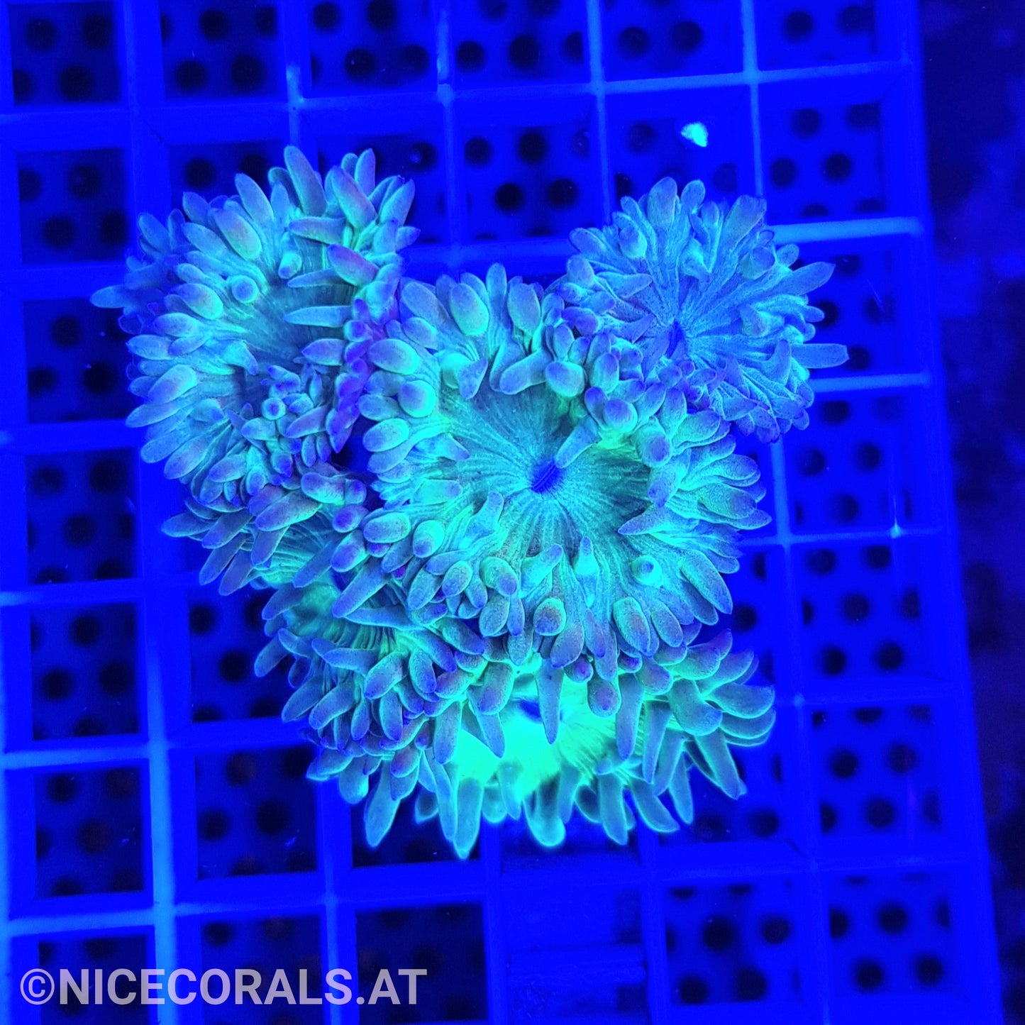 Duncanopsammia