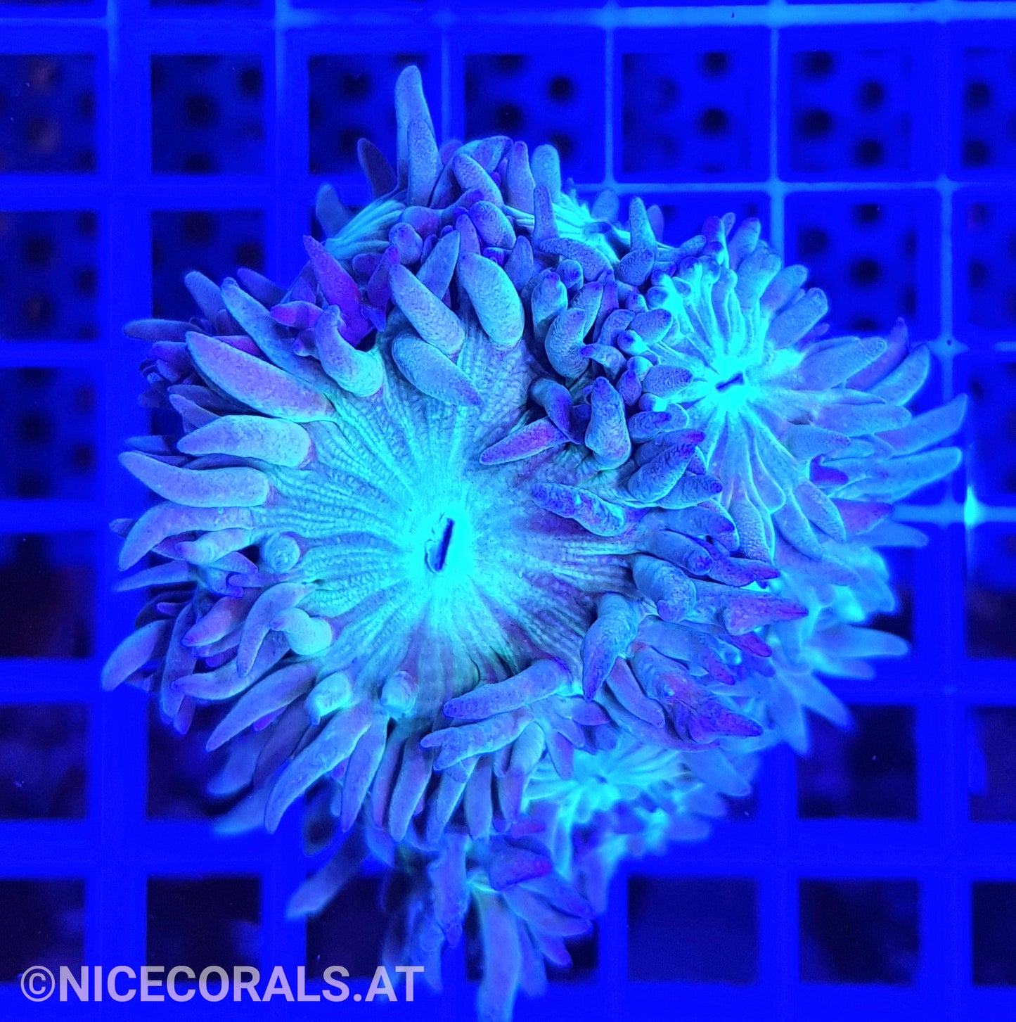 Duncanopsammia axifuga