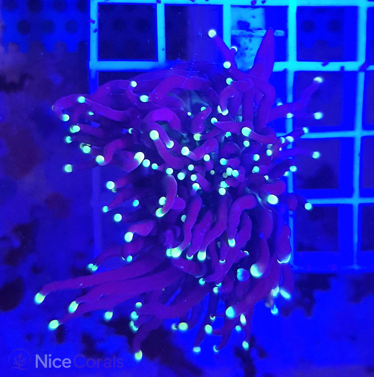 Euphyllia Black Torch