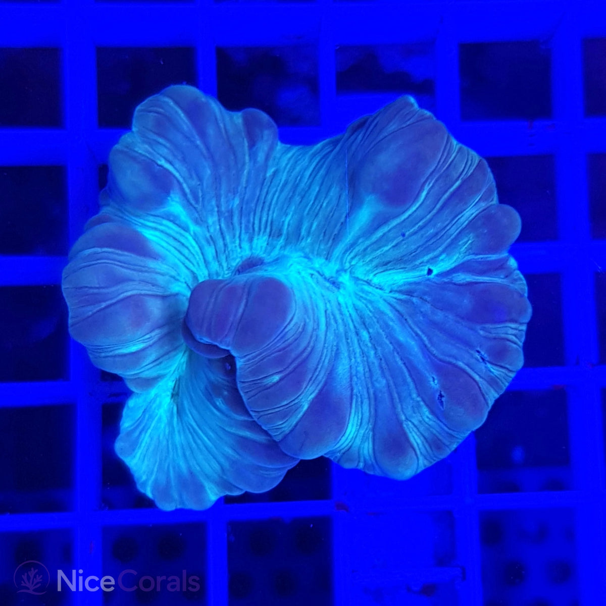 Nemenzophyllia