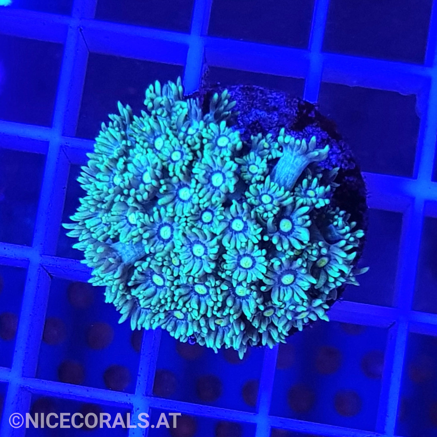 Goniopora
