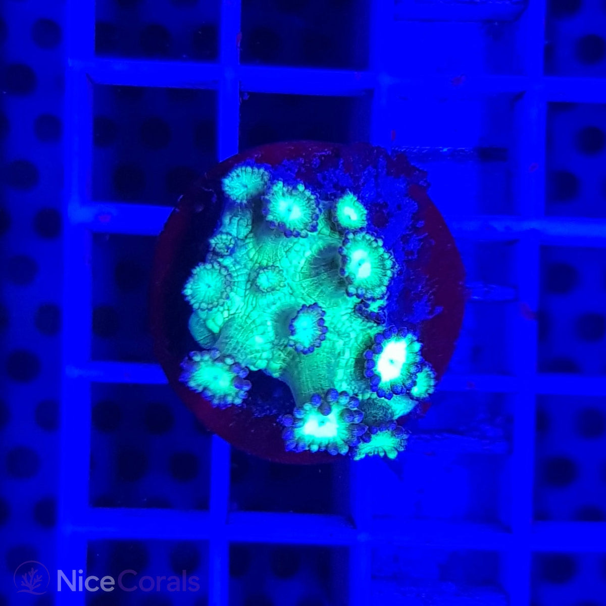 Goniopora