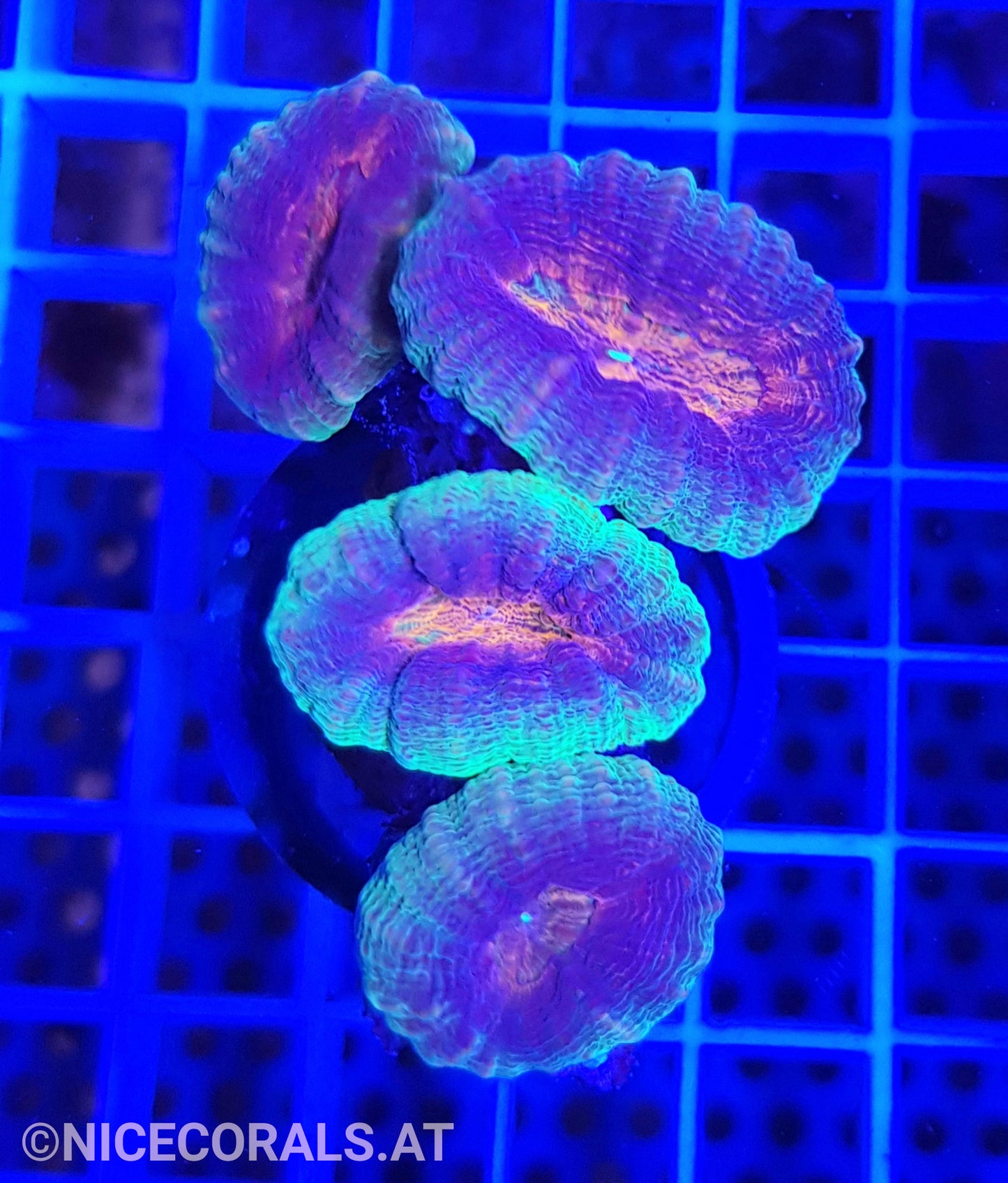 Lobophyllia
