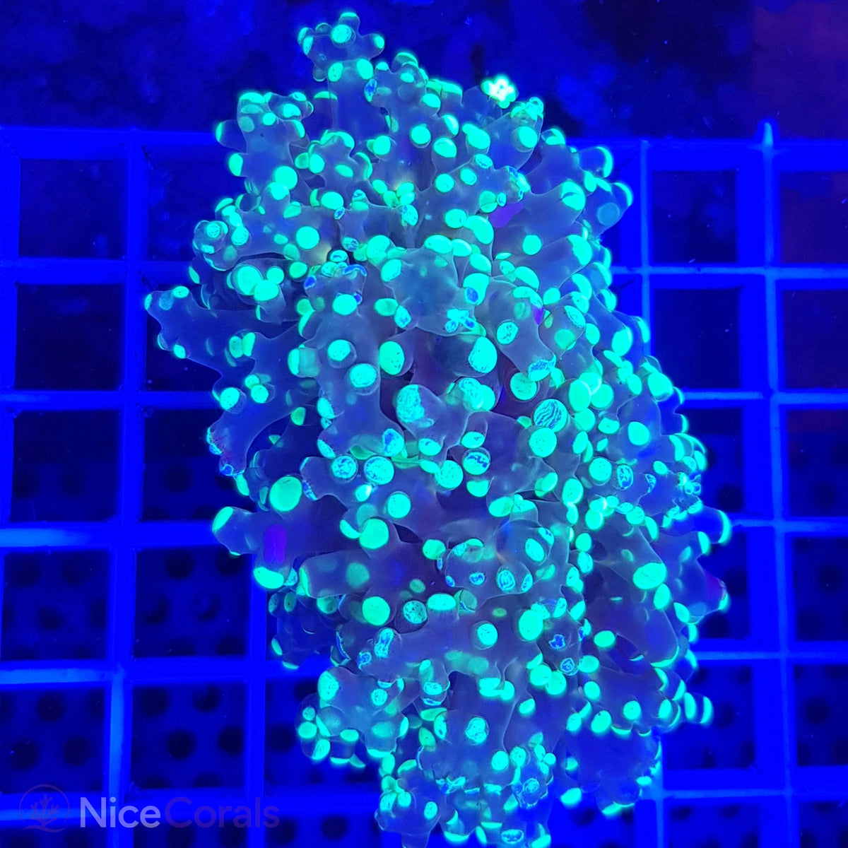 Euphyllia paradivisa