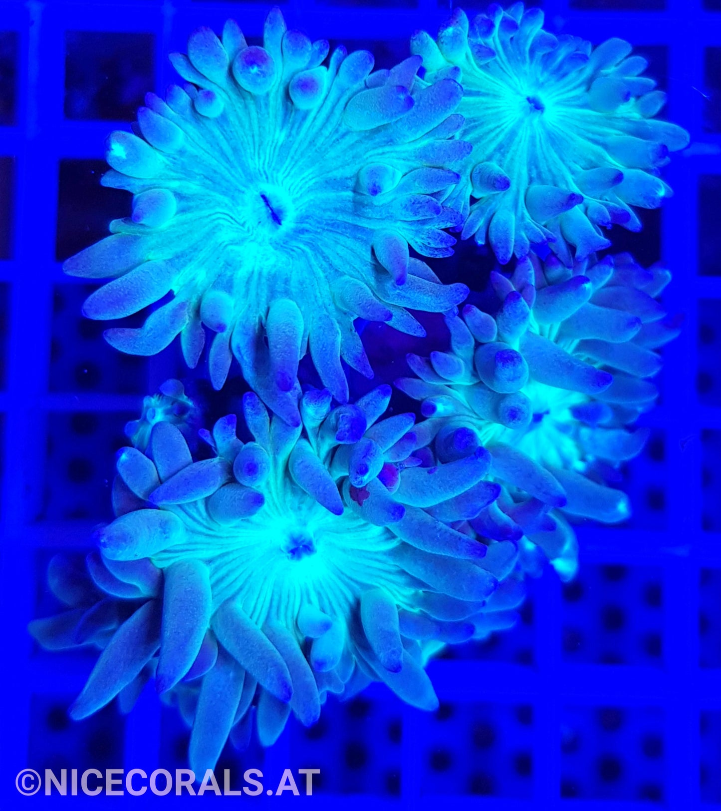 Duncanopsammia axifuga