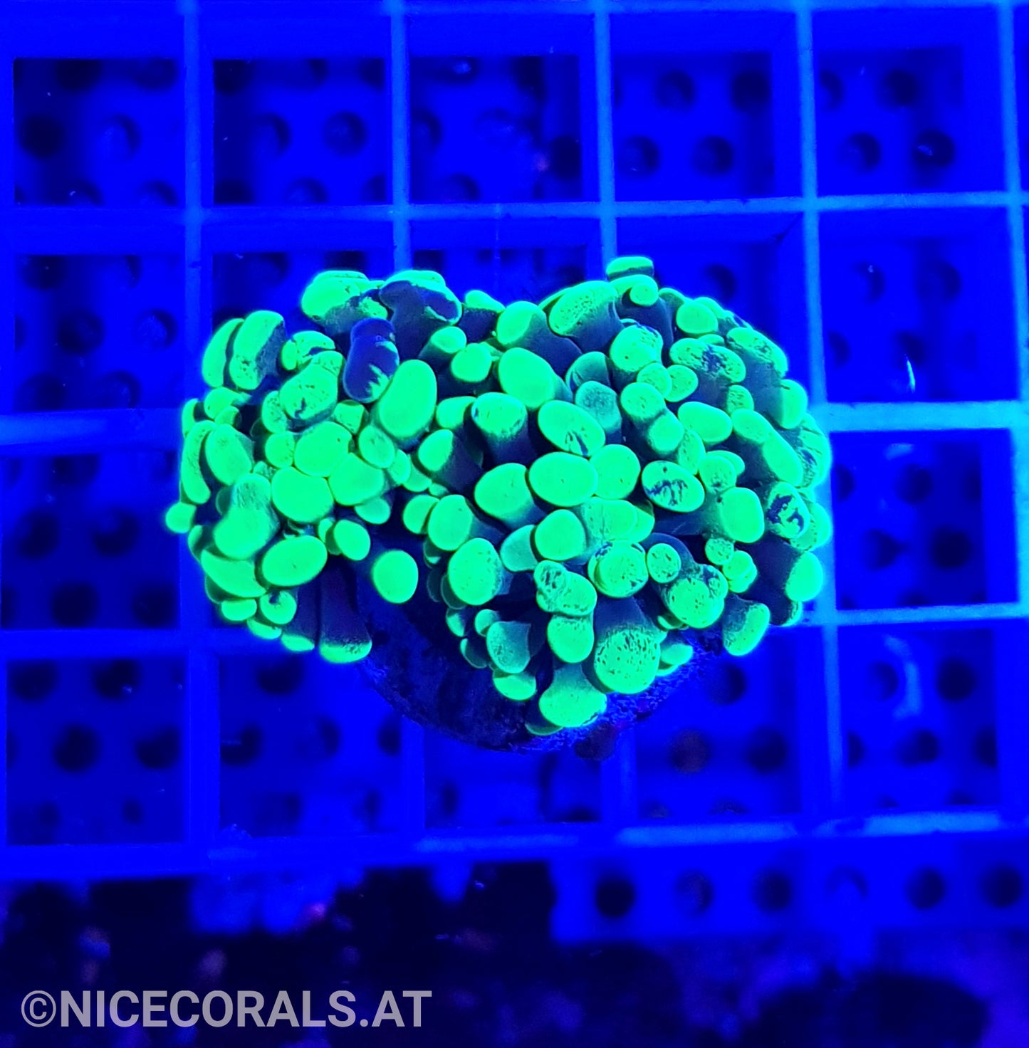 Euphyllia Paraancora 2 Heads