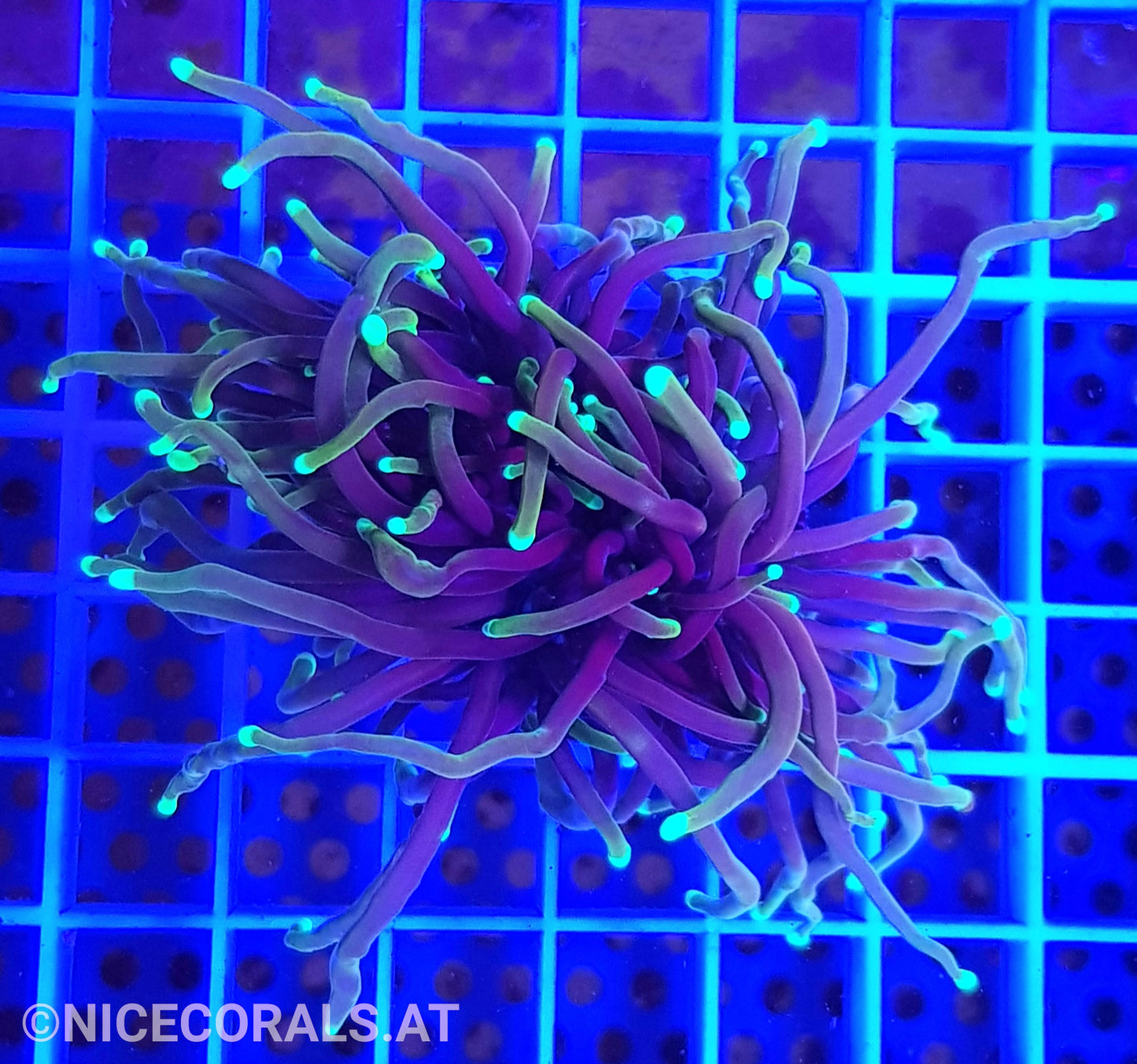 Euphyllia Dragonsoul 2 Heads