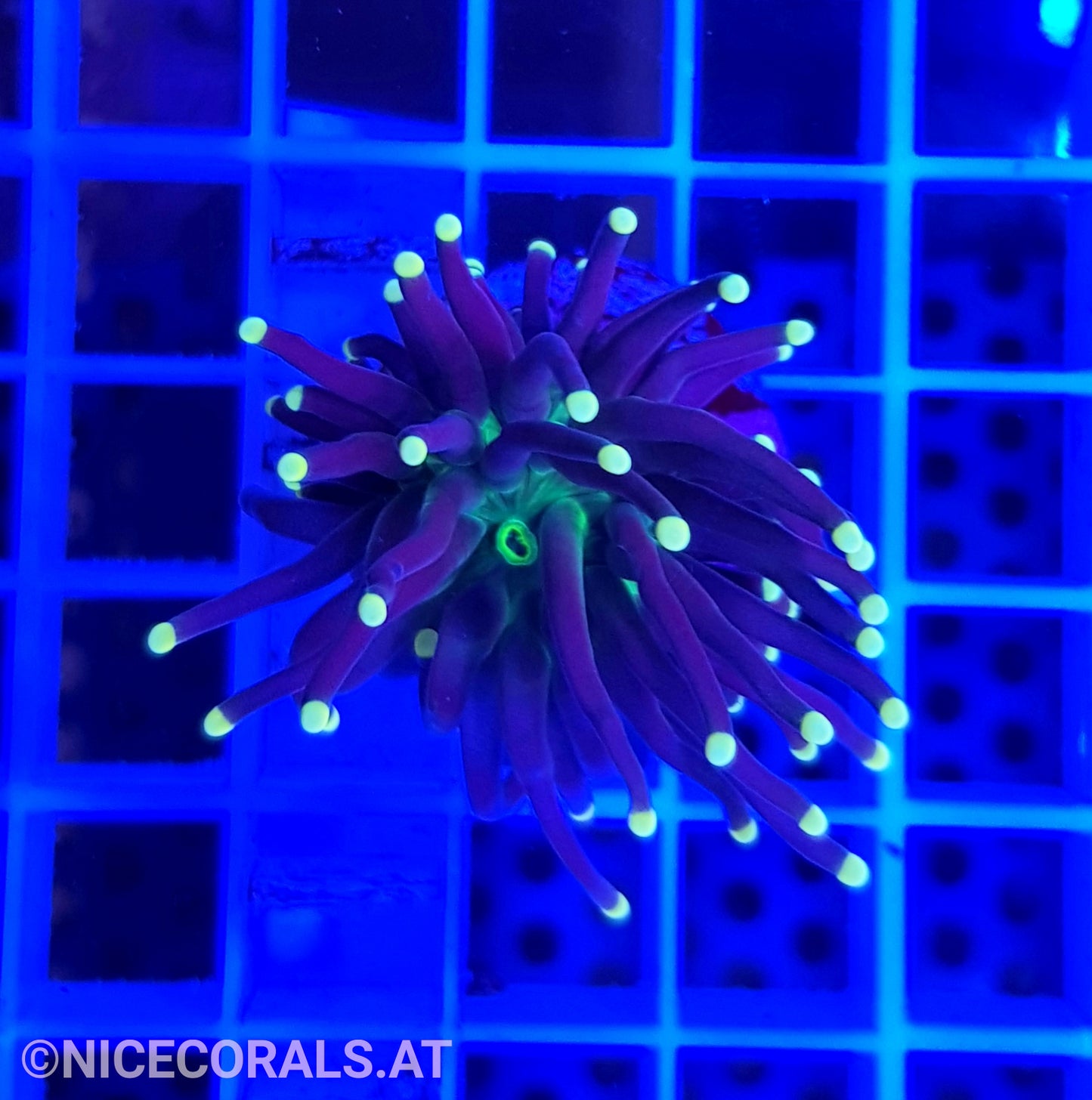 Euphyllia Black Torch 1 Head