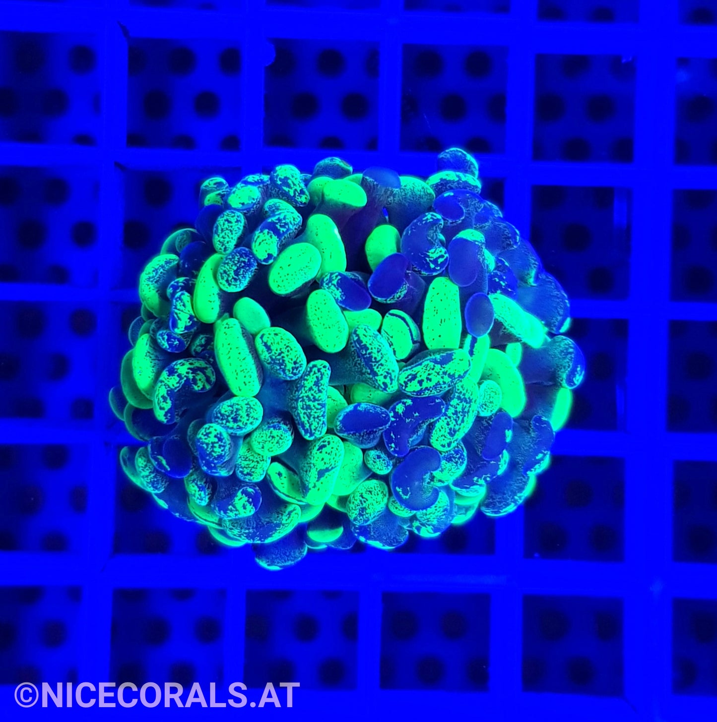 Euphyllia Paraancora