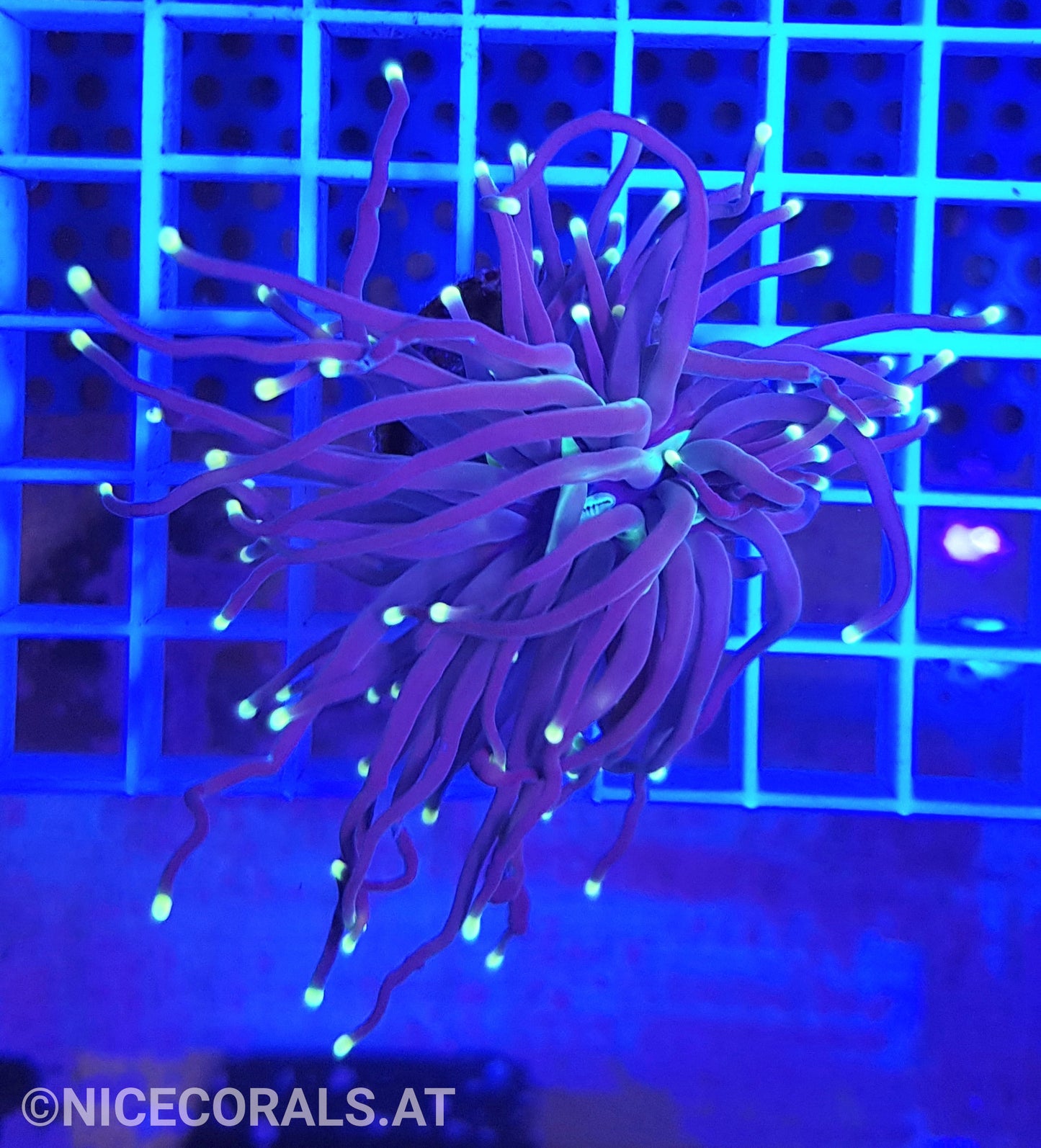 Euphyllia Black Torch 1 Head
