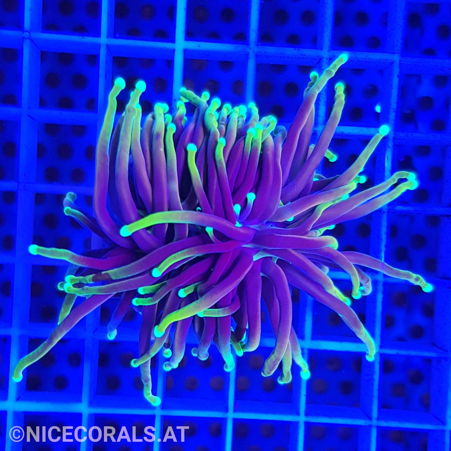 Euphyllia Dragonsoul 1 Big Head