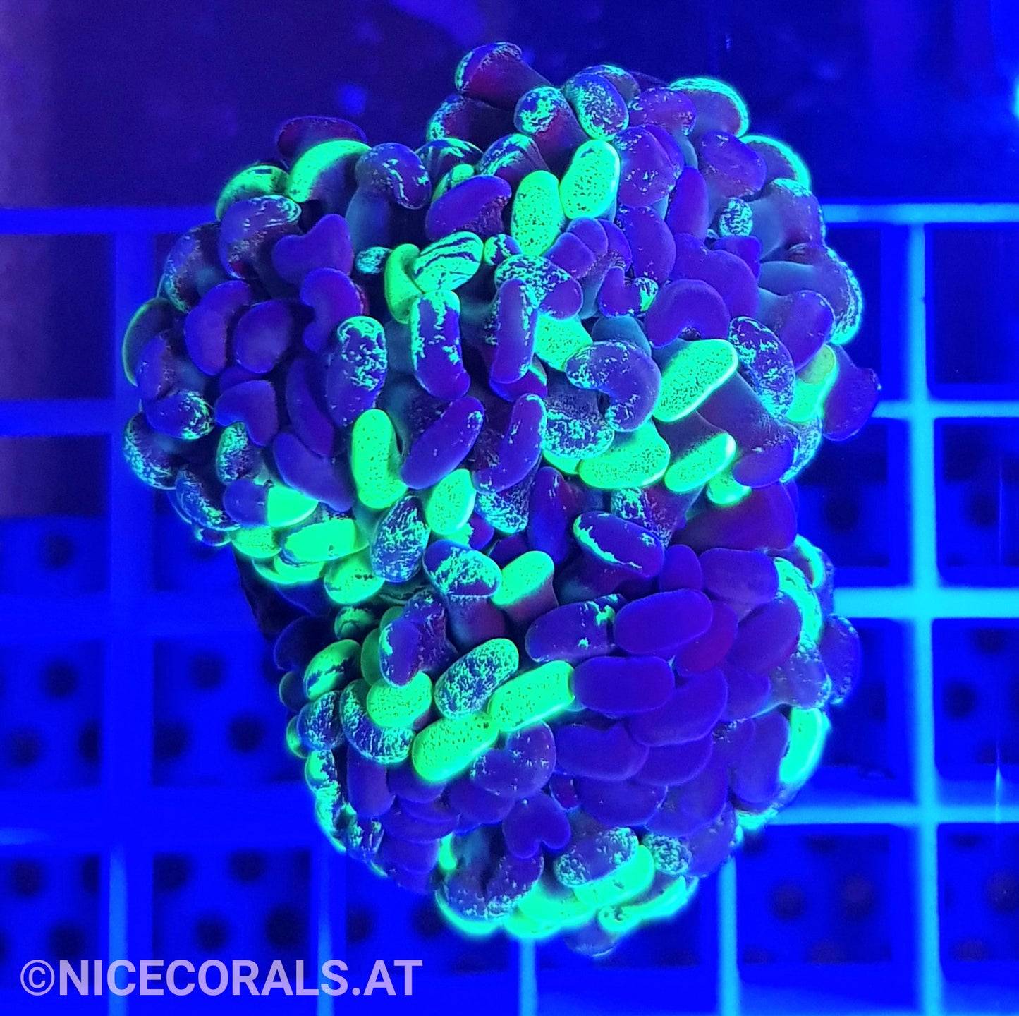 Euphyllia Paraancora