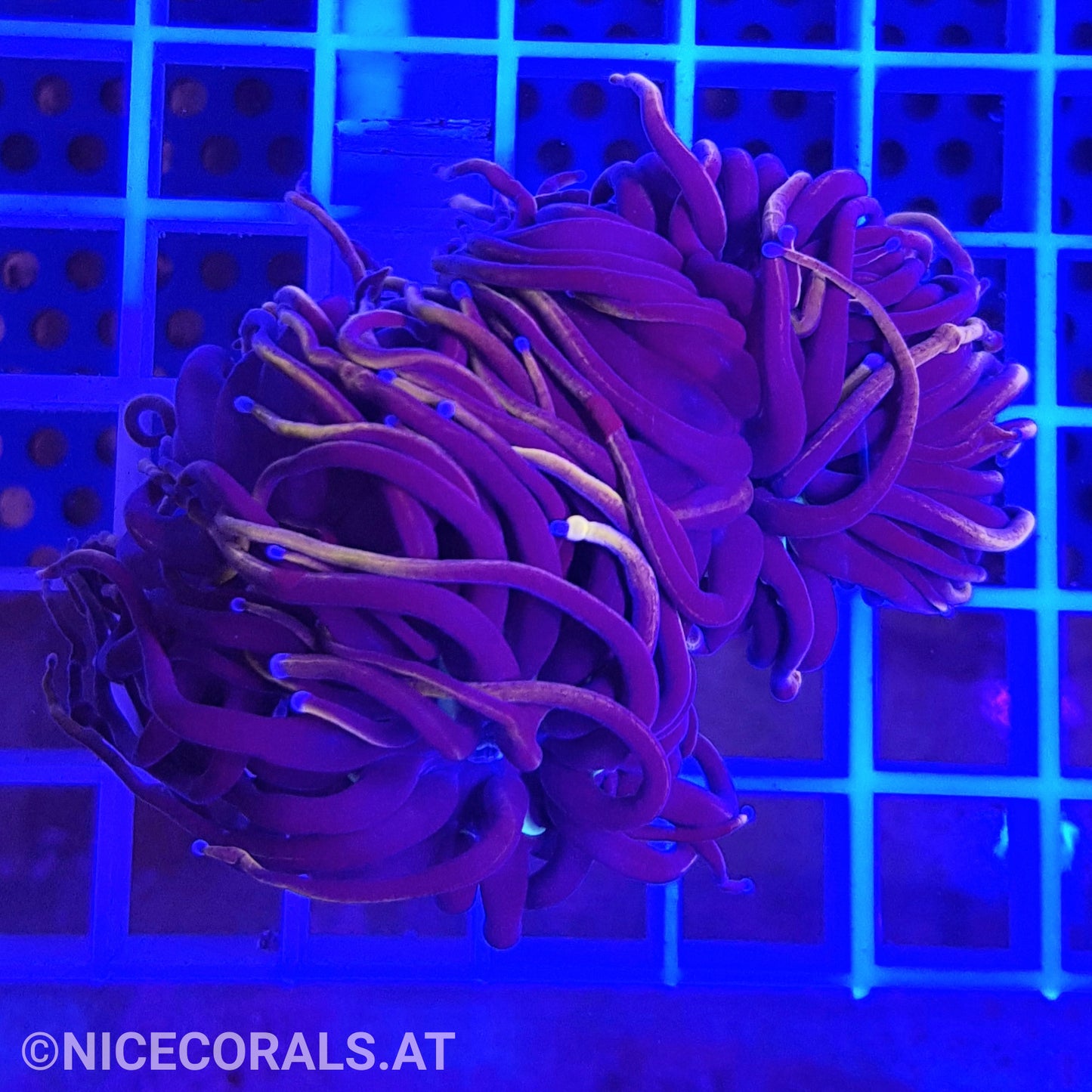 Euphyllia Indo Gold Torch 2 Big Heads