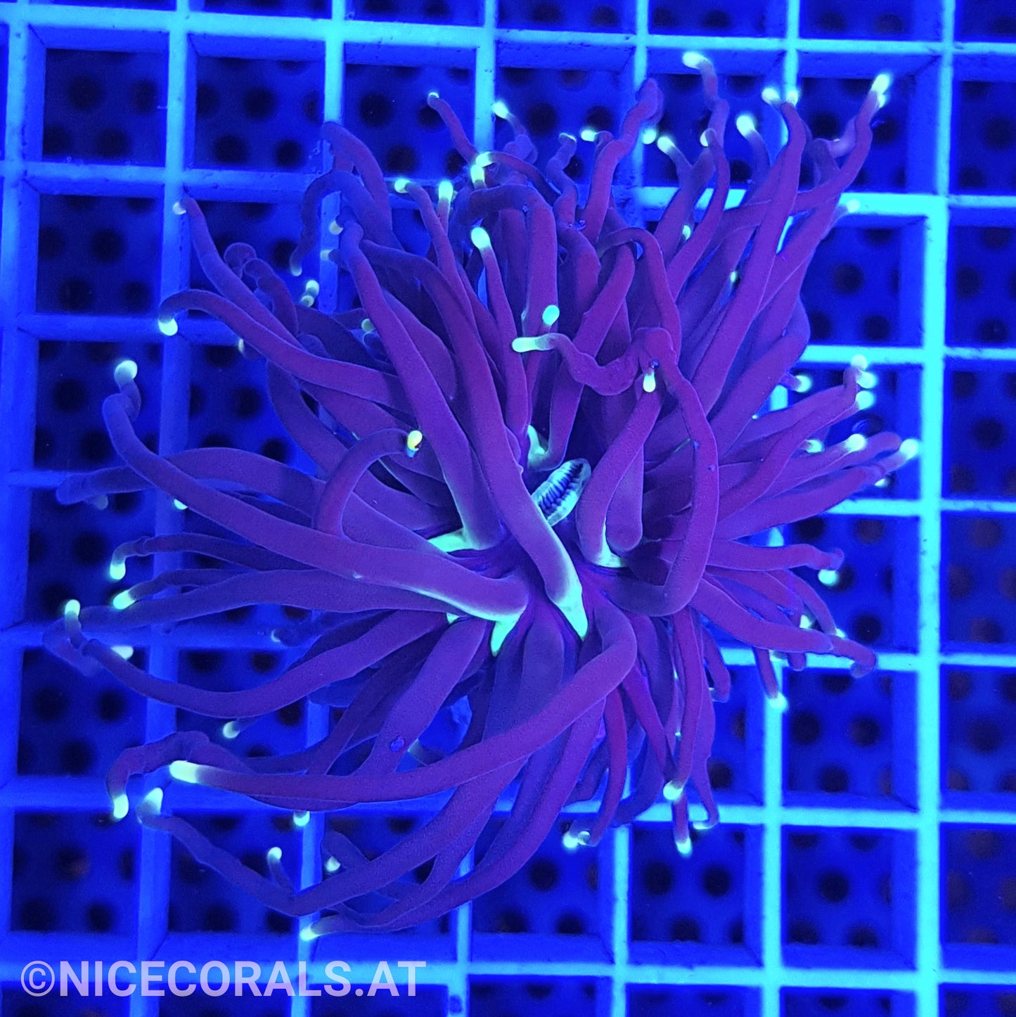 Euphyllia Black Torch