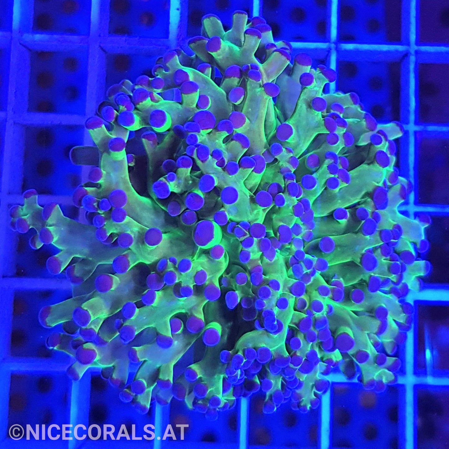 Euphyllia Paradivisa