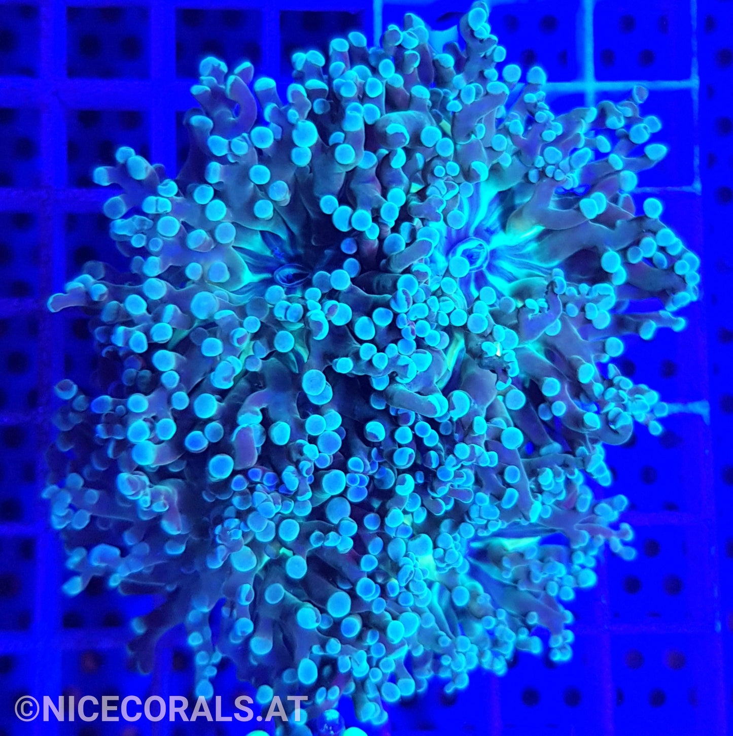 Euphyllia Paradivisa
