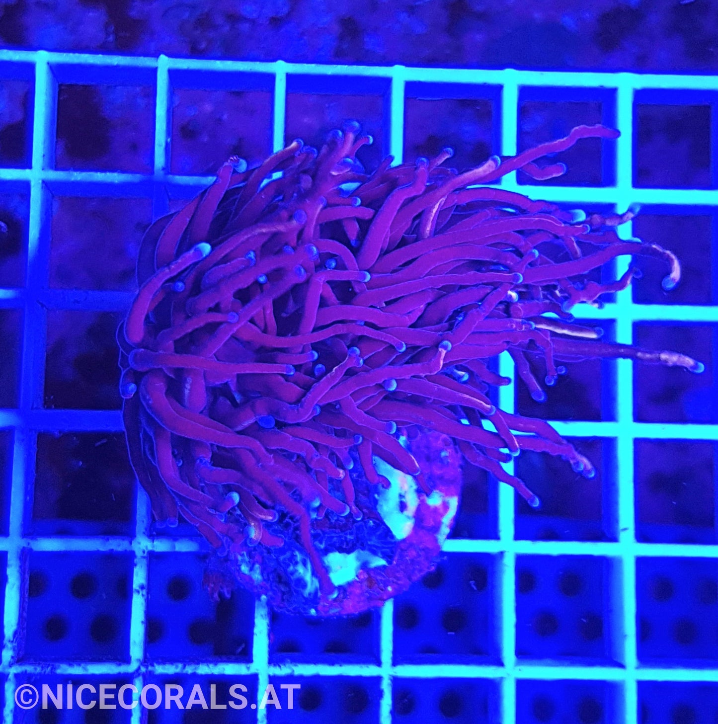 Euphyllia Indo Gold Torch 1 Head