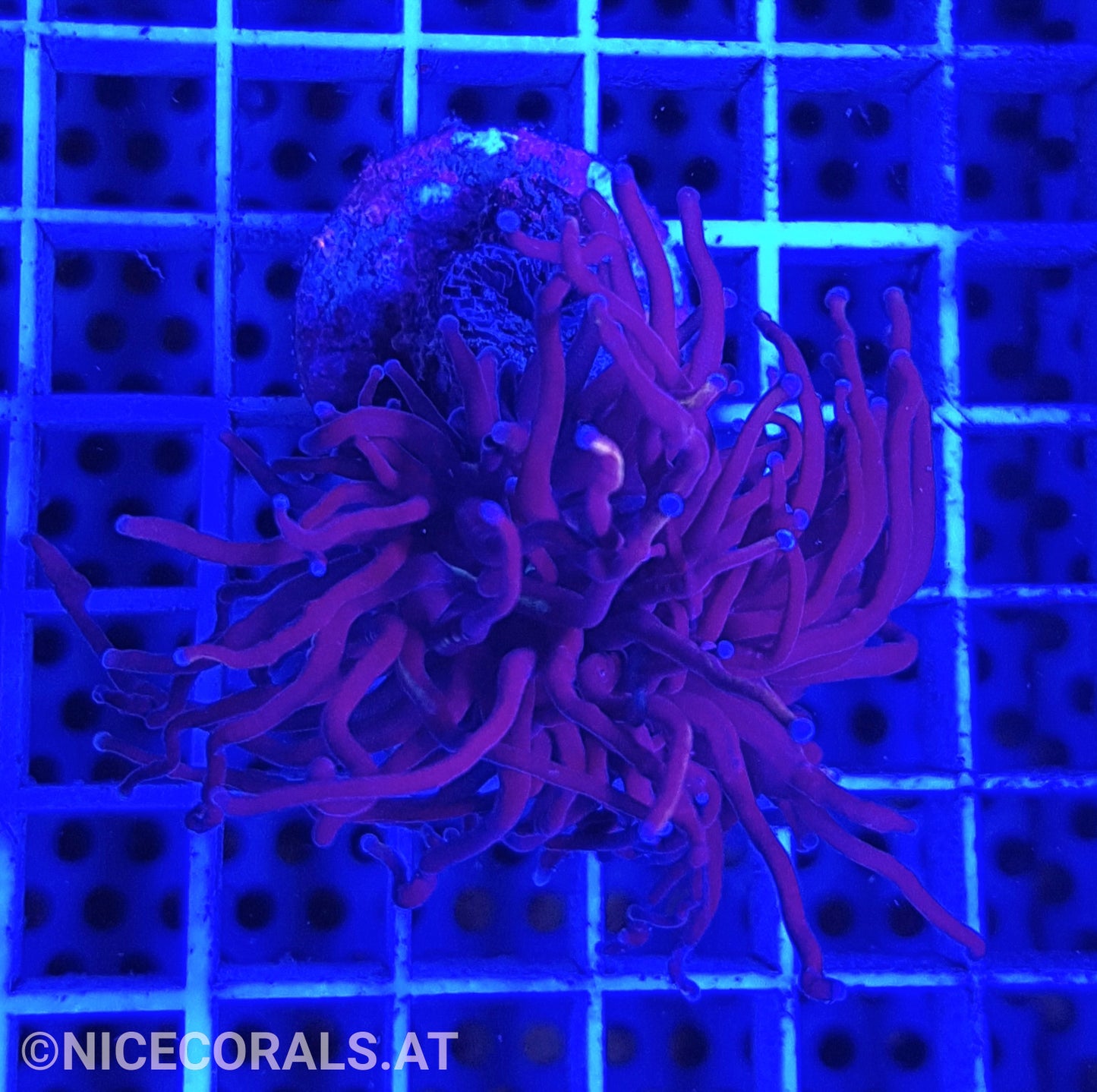 Euphyllia Indo Gold Torch 1 Head