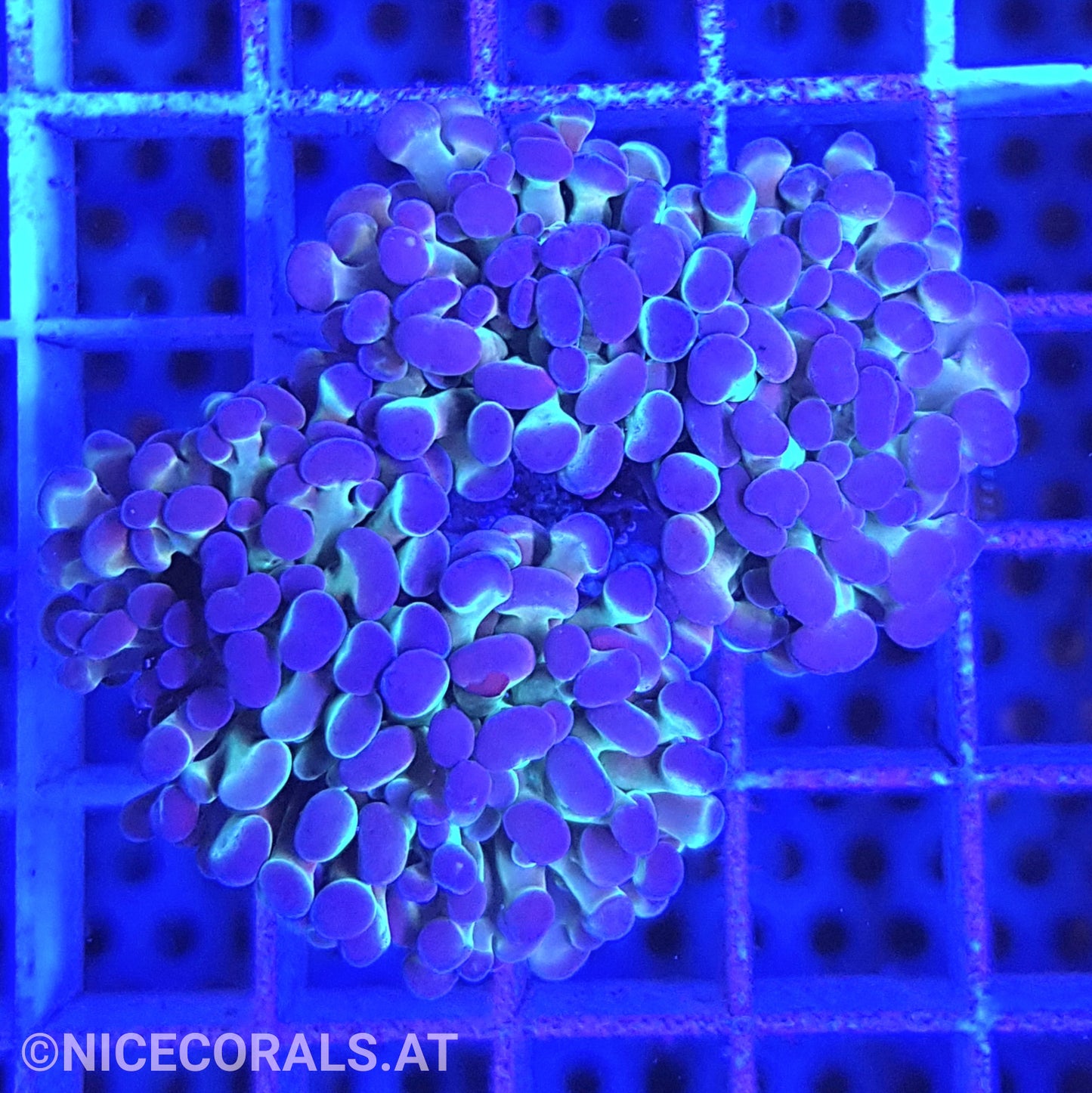 Euphyllia Paraancora