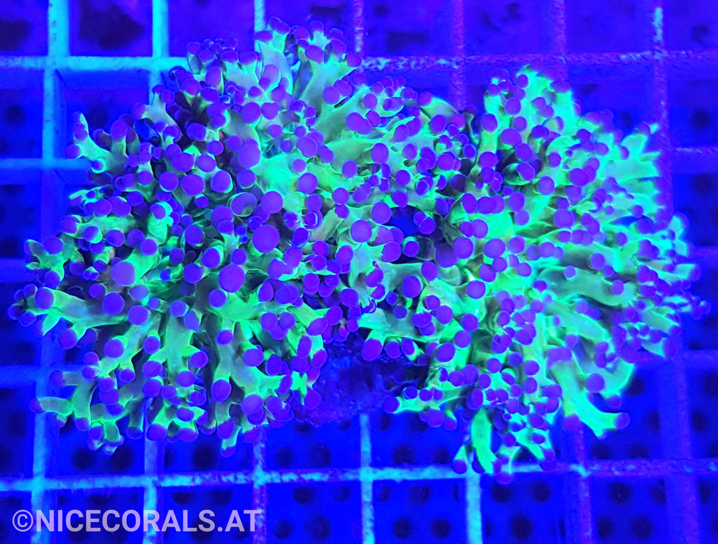 Euphyllia Paradivisa