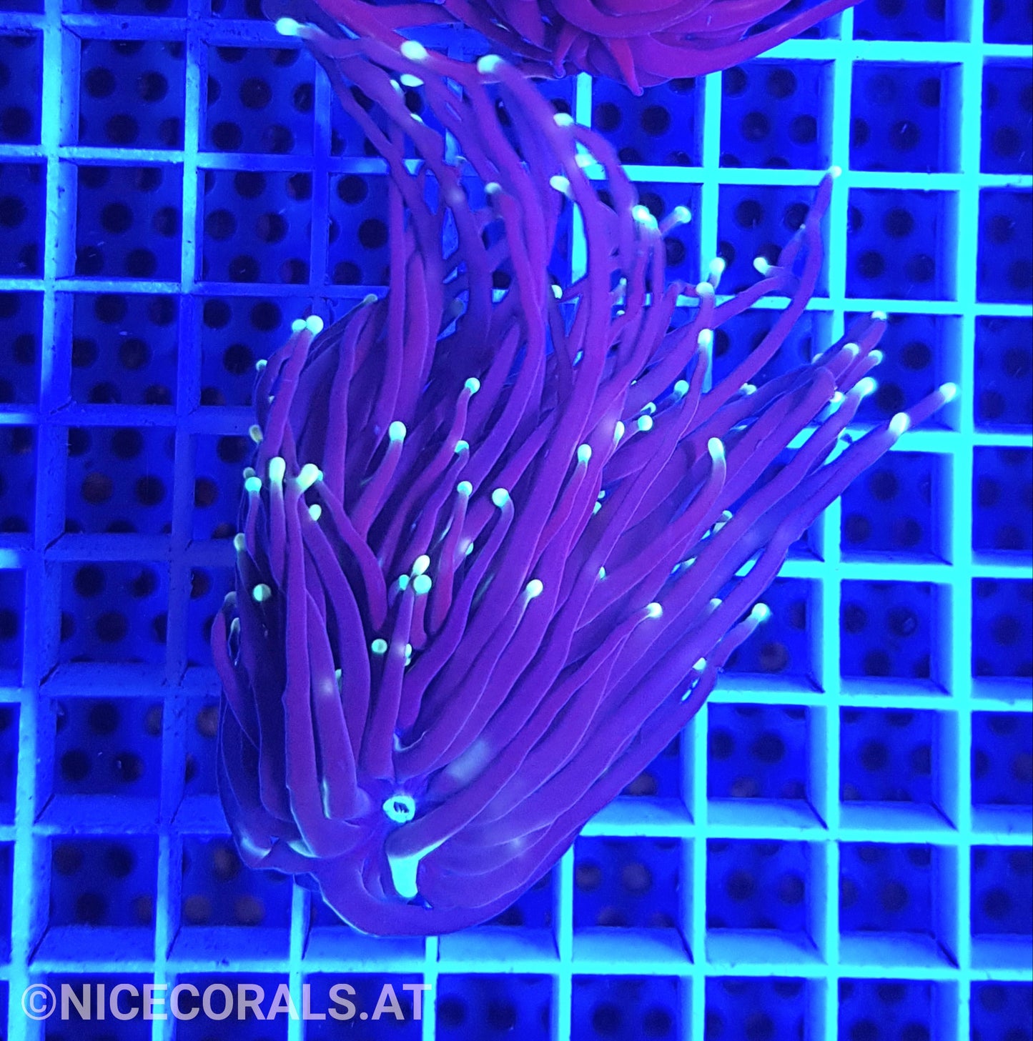 Euphyllia Black Torch 2 Heads