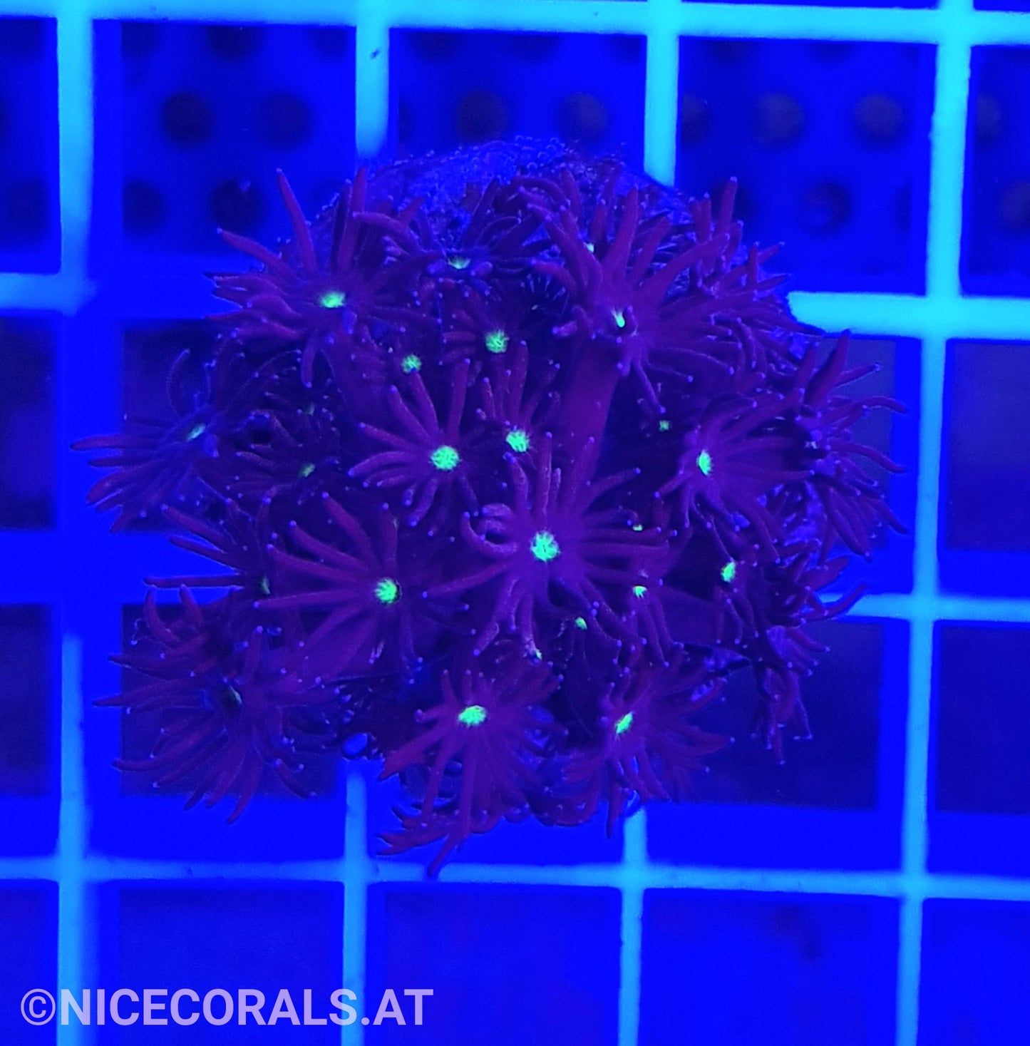 Goniopora
