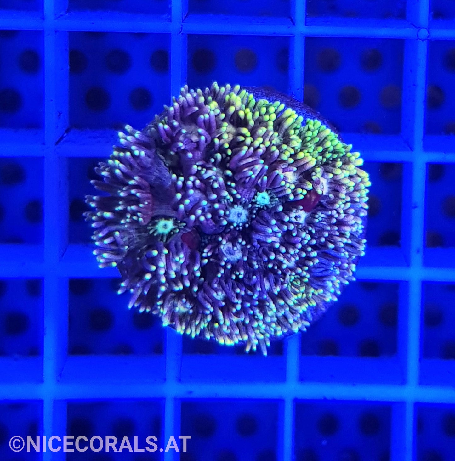Goniopora