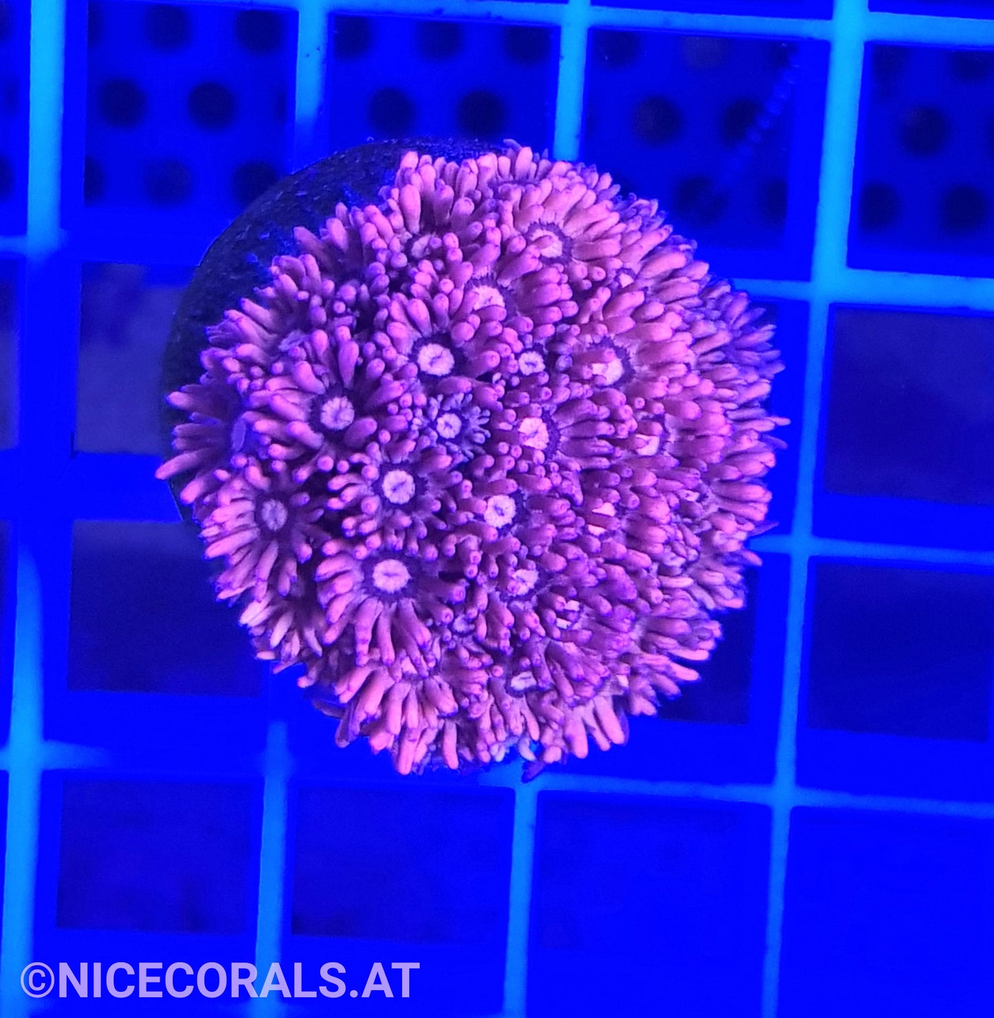 Goniopora