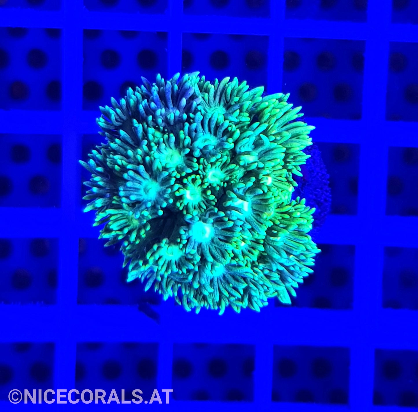 Goniopora