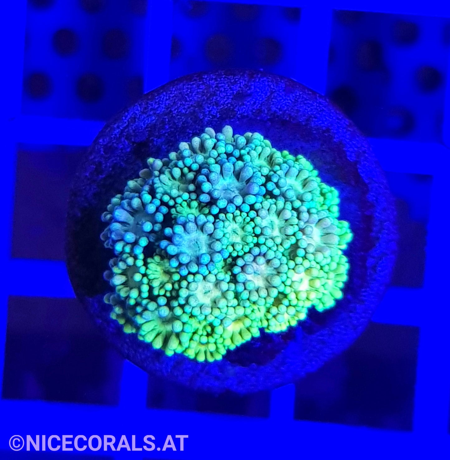 Goniopora