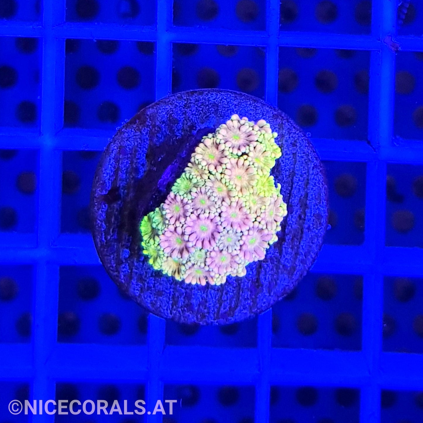 Goniopora