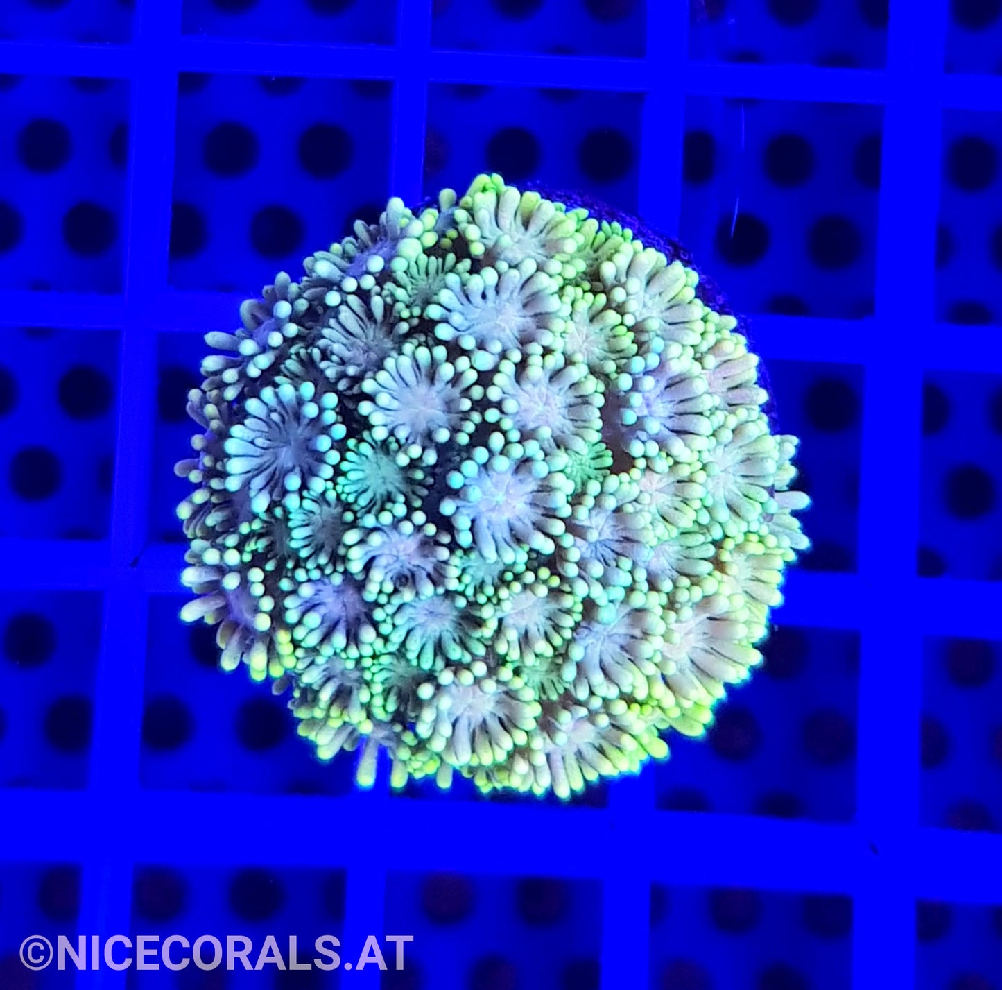 Goniopora